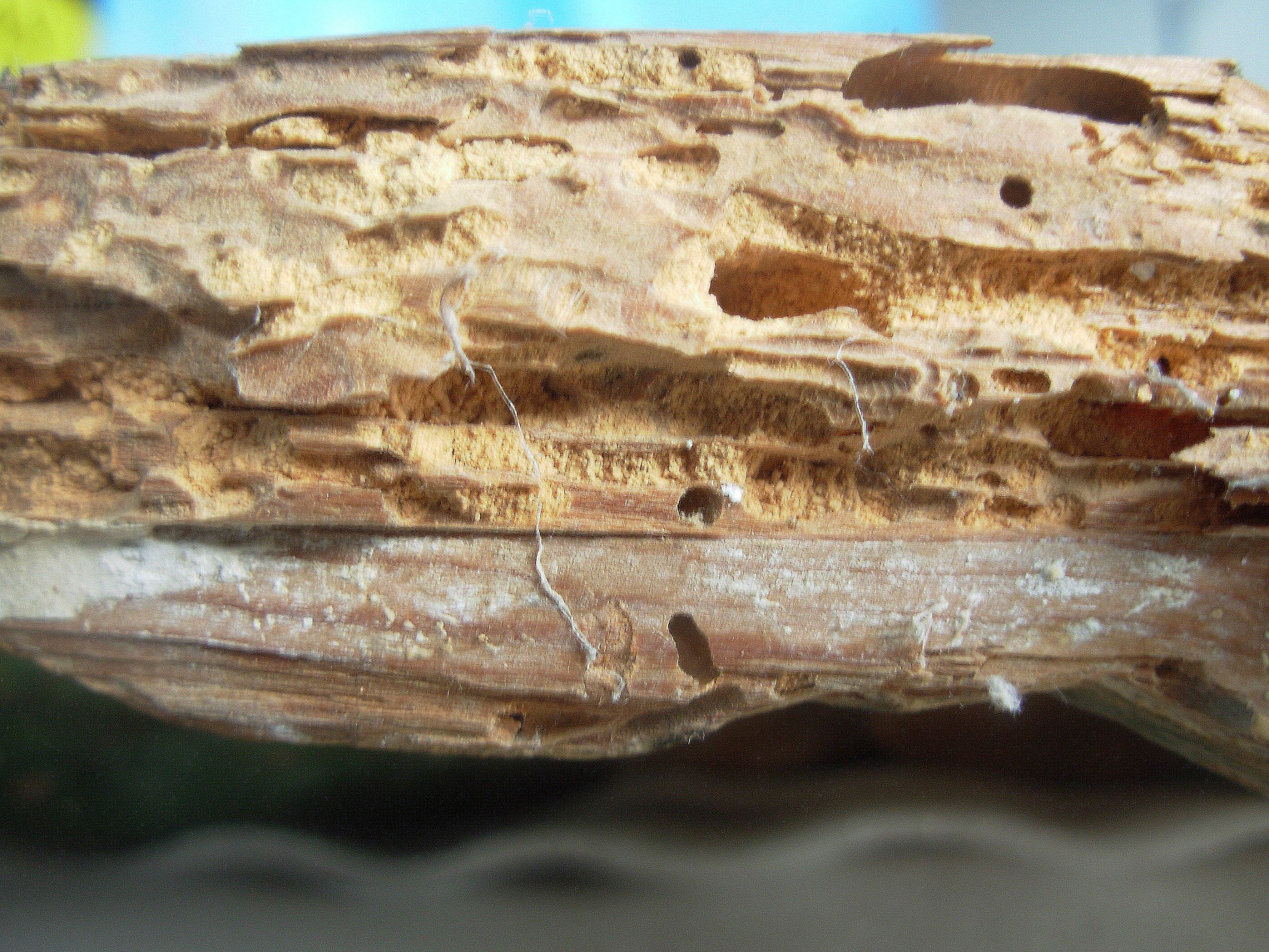 insectos xilofagos restauracion